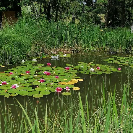 Apartment Froschkönig Mit Teichblick *