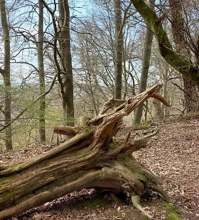 Froschkönig Mit Teichblick Trendelburg