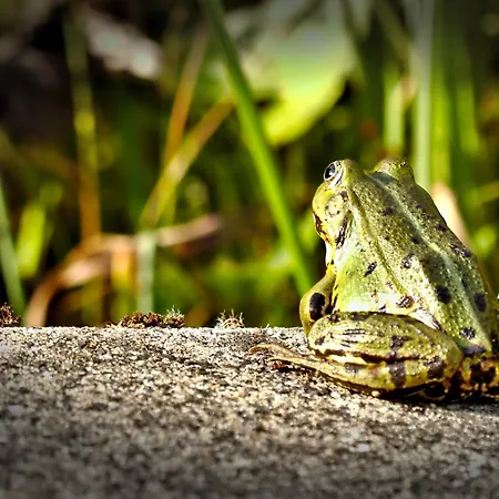 Froschkoenig Mit Teichblick Lejlighed *