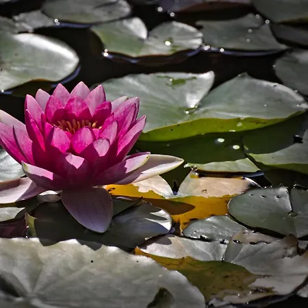 Froschkoenig Mit Teichblick Trendelburg