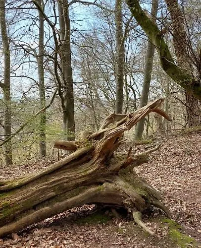 Froschkoenig Mit Teichblick Trendelburg