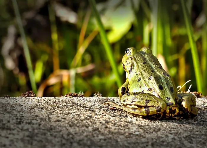Froschkoenig Mit Teichblick Lejlighed *