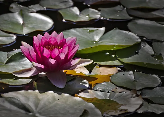 Froschkoenig Mit Teichblick Trendelburg